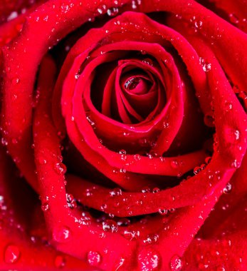 kırmızı gül desen yakın çekim