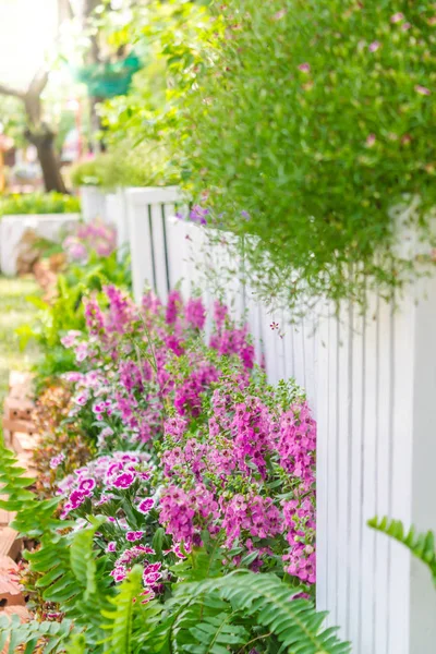In home garden./ White picket fence surrounded by flowers in  front garden on summer.