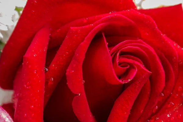 Röd ros och blomma i bukett. — Stockfoto