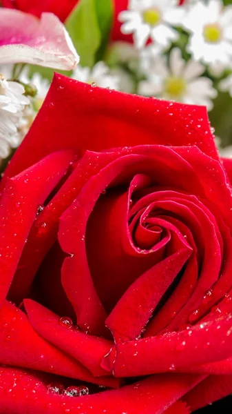 Röd ros och blomma i bukett. — Stockfoto