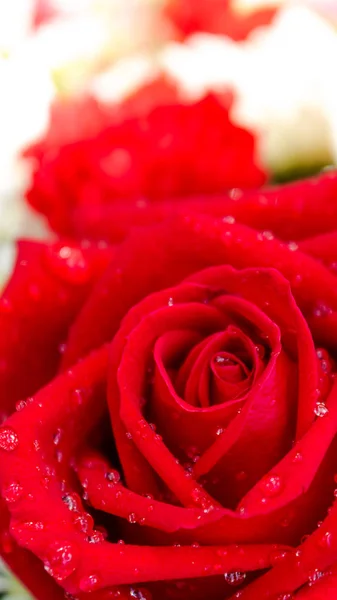 Röda rosor och vita blommor i buketten. — Stockfoto
