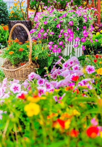 Cozy home flower garden on summer — Stock Photo, Image