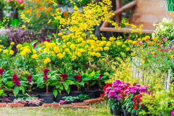 Gemütlicher Hausblumengarten im Sommer — Stockfoto