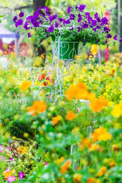 Im heimischen gemütlichen Garten im Sommer. — Stockfoto