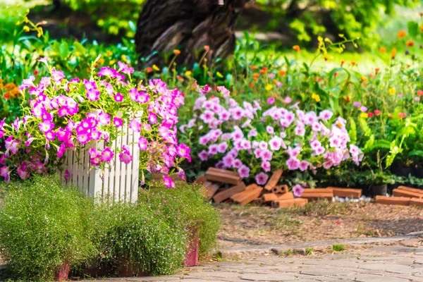 Gemütlicher Hausblumengarten im Sommer — Stockfoto