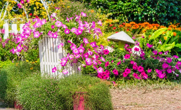 Cozy home flower garden on summer — Stock Photo, Image