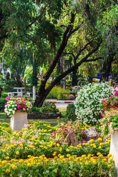Acogedor jardín de flores caseras en verano — Foto de Stock