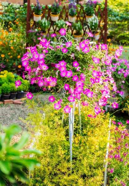 Em casa jardim acolhedor no verão . — Fotografia de Stock