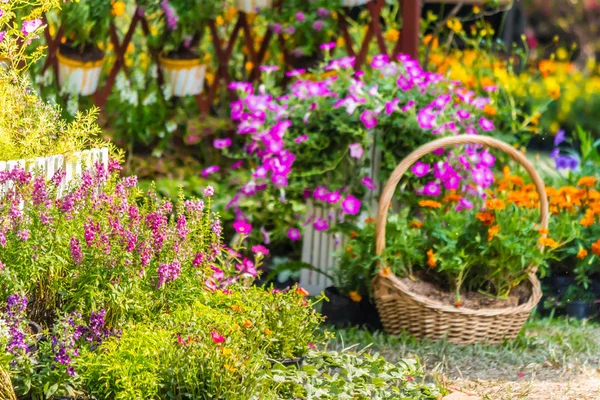 Accogliente giardino di fiori di casa in estate — Foto Stock