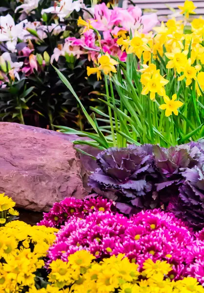 色とりどりのチューリップと居心地の良い庭に咲く花. — ストック写真
