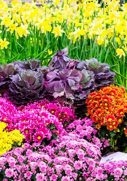 Tulipas coloridas e flores florescendo no jardim acolhedor . — Fotografia de Stock