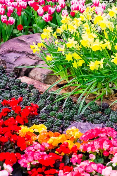 Färgglada tulpaner och blommor som blommar i mysig trädgård. — Stockfoto