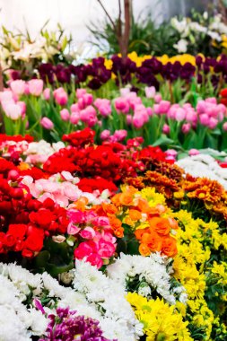 Renkli Lale ve rahat bahçede çiçek açan çiçekler.