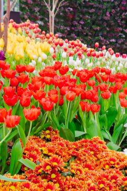 Renkli Lale ve rahat bahçede çiçek açan çiçekler.