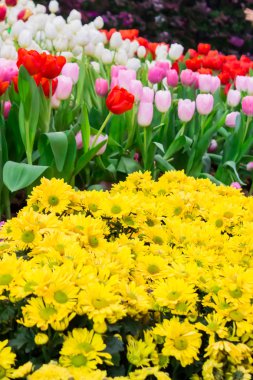 Renkli Lale ve rahat bahçede çiçek açan çiçekler.