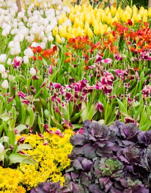 Renkli Lale ve rahat bahçede çiçek açan çiçekler.