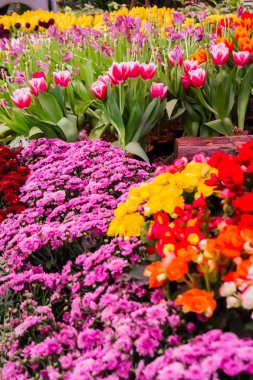 Renkli Lale ve rahat bahçede çiçek açan çiçekler.