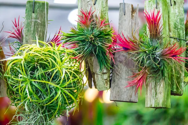 Tillandsia rahat bahçe içinde satırları. 