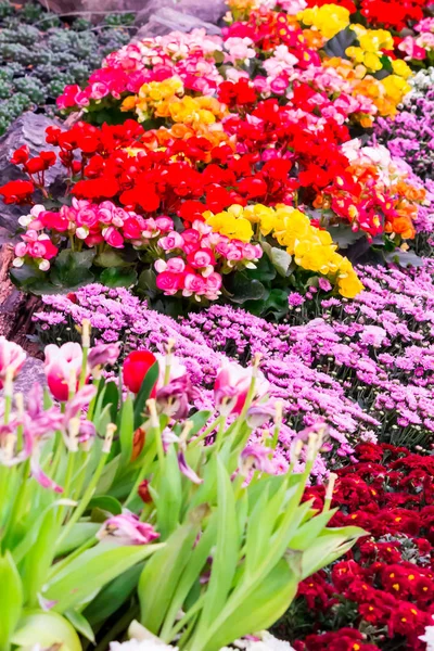 Színes tulipán és a hangulatos kertben virágzó virágok. — Stock Fotó