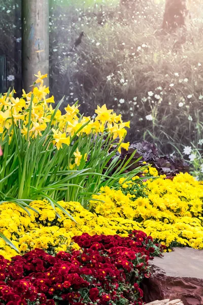 Colorful tulips and flowers blooming in cozy garden. — Stock Photo, Image