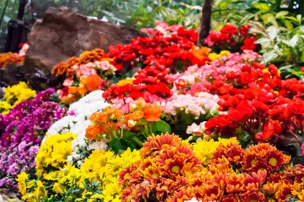 Bunte Tulpen und Blumen blühen im gemütlichen Garten. — Stockfoto