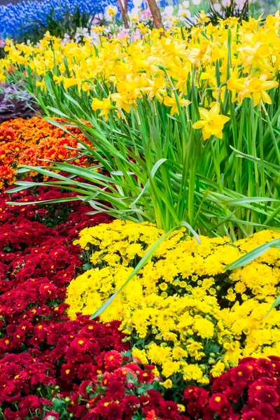 Bunte Tulpen und Blumen blühen im gemütlichen Garten. — Stockfoto