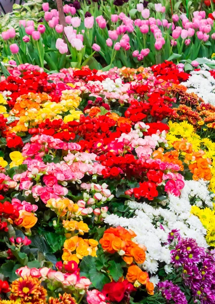 Tulipas coloridas e flores florescendo no jardim acolhedor . — Fotografia de Stock