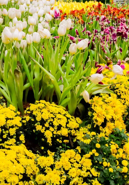 Bunte Tulpen und Blumen blühen im gemütlichen Garten. — Stockfoto