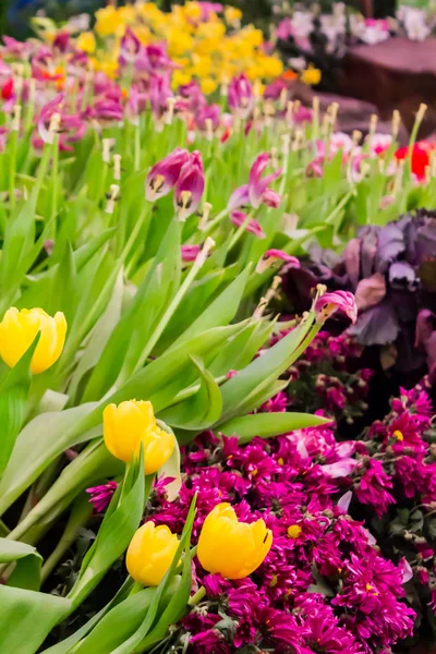 Bunte Tulpen und Blumen blühen im gemütlichen Garten. — Stockfoto