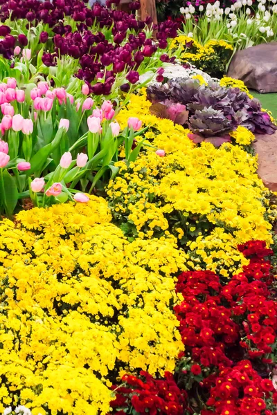 色とりどりのチューリップと居心地の良い庭に咲く花. — ストック写真