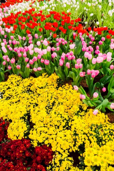 Цветущие в уютном саду разноцветные тюльпаны и цветы . — стоковое фото