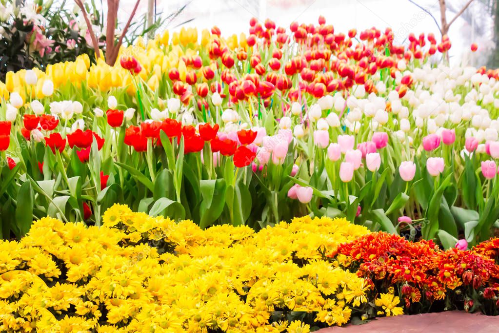 Colorful tulips and flowers blooming in cozy garden.