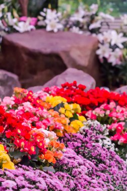 Renkli Lale ve rahat bahçede çiçek açan çiçekler.