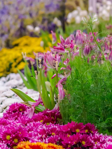 Bunte Tulpen und Blumen blühen im gemütlichen Garten. — Stockfoto