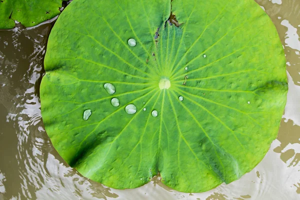 Goutte d'eau sur la feuille de lotus le matin . — Photo