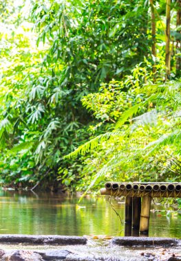 Yağmur ormanı. bambu çöp stream / rahatlatıcı bambu çöp akışı yağmur ormanlarında yaz.