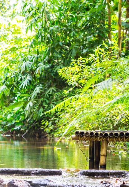 Yağmur ormanı. bambu çöp stream / rahatlatıcı bambu çöp akışı yağmur ormanlarında yaz.