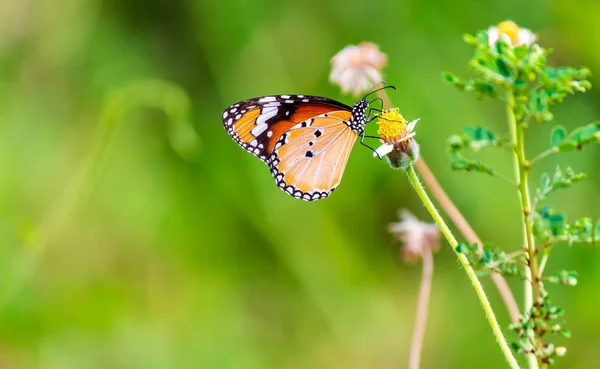 Zavřít Společný tygr motýl na trávě květiny. — Stock fotografie