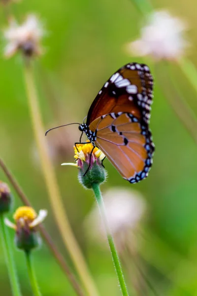 Zamknij się Tygrys pospolity Motyl na trawie kwiaty. — Zdjęcie stockowe