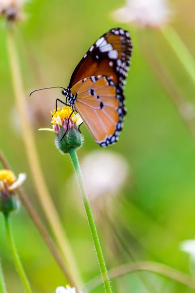 Zavřít Společný tygr motýl na trávě květiny. — Stock fotografie