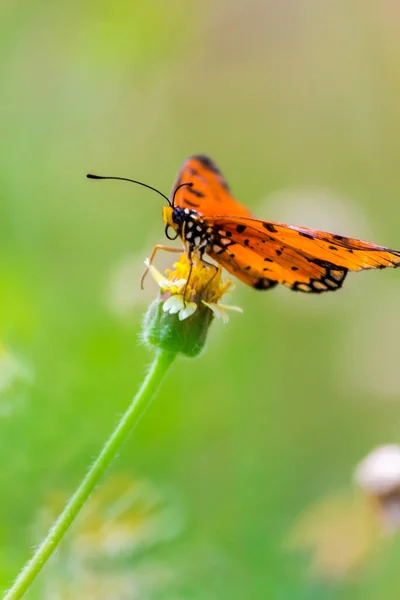 Zamknij się Tygrys pospolity Motyl na trawie kwiaty. — Zdjęcie stockowe