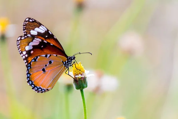 Zavřít Společný tygr motýl na trávě květiny. — Stock fotografie