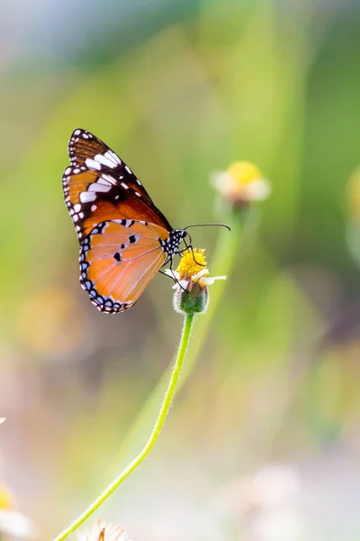 Close up Common tiger Butterfly on grass flowers. — ストック写真