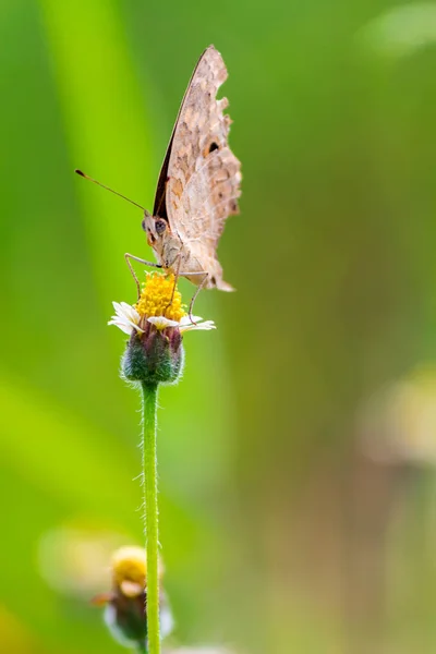 Zavřít Společný tygr motýl na trávě květiny. — Stock fotografie