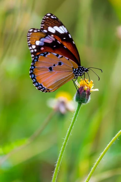 Close up gewone tijger vlinder op gras bloemen. — Stockfoto