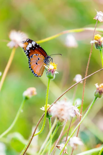 Close up gewone tijger vlinder op gras bloemen. — Stockfoto