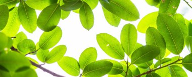 Arkadan aydınlatmalı ağaç beyaz arka plan yaprakları