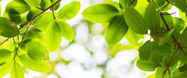 Arkadan aydınlatmalı ağaç beyaz arka plan yaprakları