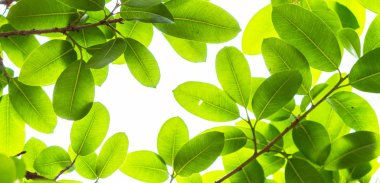 Arkadan aydınlatmalı ağaç beyaz arka plan yaprakları