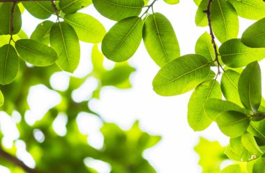 Arkadan aydınlatmalı ağaç beyaz arka plan yaprakları